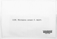 Micropera cerasi image
